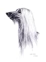 Original Afghan Hound hand drawing