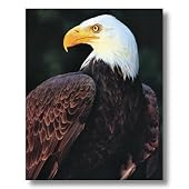 American Bald Eagle Profile Animal Wildlife Home Decor Wall Picture Art Print