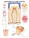 Anatomy of the Teeth Anatomical Chart