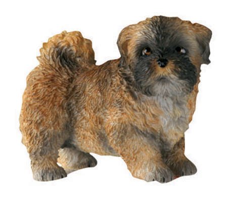 apso lhasa dog. Precious Puppy Apso Lhasa Dog