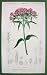 FLOWERS Wild Carnation Red Sweet William Dianthus Barbatus - SUPERB H/C Hand Colored Antique Print Orbigny