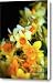 Narcissi Canvas Print / Canvas Art - Artist Silvia Ganora