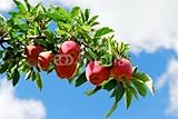 IMAGE OF Wallmonkeys Peel and Stick Wall Decals - Apples on a Branch - 48