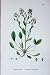 Botany Plants C1902 Long Leaved Scurvy Grass Cochlearia