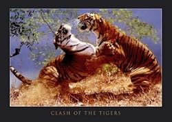 CLASH OF THE TIGERS - WILDLIFE POSTER - PHOTO - ART(Size 24"x36")