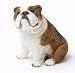 BULL DOG brindle BULLDOG FIGURINE sits RESIN 510B