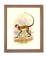 Tropical Tree Monkey Climbing Animal Wildlife Home Decor Wall Picture Oak Framed Art Print