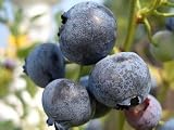 ブルーベリー 苗 デニース ノーザンハイブッシュ系　接ぎ木苗 【ブルーインパルス】 blueberry