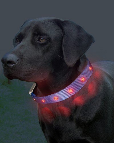 Leuchthalsband M blau Hunde Halsband