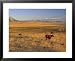 Cattle Graze Along the Rocky Mountain Front near Choteau, Montana, USA Framed Art Poster Print by Chuck Haney, 31x25
