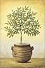 Kitchen & Housewares : Green Olive Tree by John Park. Art Print Poster FRAME IT.. 16 inches width by 20 inches height. Highest Quality Art Poster Print