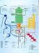 Human Metabolic Pathways - Anatomical Chart