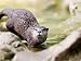 Asian Short Clawed Otter, Running Across Rocks in a Creek, Earsham, UK Animals Photographic Poster Print by Elliott Neep, 32x24