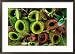 Nepenthes or Pitcher Plants, Sarawak, Malaysia Framed Photographic Poster Print by Mark Daffey, 29x21
