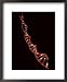 Representation of Segment of DNA Molecule Whose Order Spells Out Exact Set of Genetic Instructions Framed Art Poster Print by Fritz Goro, 18x22