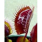 Akai Ryu Red Dragon Venus Fly Trap Plant - Dionaea