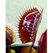 Outdoor Living : Akai Ryu Red Dragon Venus Fly Trap Plant - Dionaea