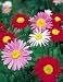 Double Pyrethrum Painted Daisy - 4 Plants - Tanacetum