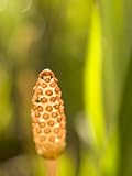 TIP OF THE FERN IN EARLY MORNING GROWING IN THE HIGH-ELEVATION MEADOW PHOTOGRAPHIC POSTER PRINT BY PHIL SCHERMEISTER, 18×24
