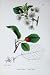 Botany Plants C1902 Dwarf Cherry Prunus Cerasus Flower