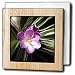 Flowers - Crocus - Tile Napkin Holders