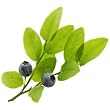 huckleberry flavor extract