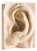 David's Ear Basswood Sculpture Image