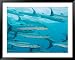 Golden Dream Reef, Bligh Water Area, Viti Levu, Fiji Islands, South Pacific Framed Art Poster Print by Michele Westmorland, 49x39