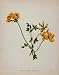 1898 Botanical Print Bird's Foot Trefoil Lady's Slipper - Original Print
