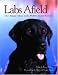 Labs Afield