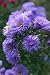 Pflanzenset: 3 x Aster novi-belgii 'Helene' - Glattblatt-Aster