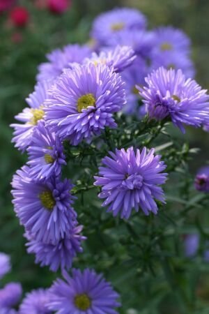Pflanzenset: 3 x Aster novi-belgii 'Helene' - Glattblatt-Aster