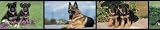 German Shepherd Border