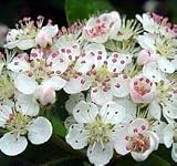 Eigenschaften tropical.garden  / Apfelbeere - Aronia melanocarpa 10K