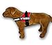 Service Dog in Training Vest - Adjustable No Pull Dog Harness with Patches. in Training Dog Vest for Service Dogs Small, Medium and Large Easy On/Off Dog in Training Harness for Service Dog Training