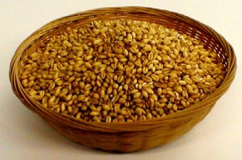 Organic Sprouting Seeds Soft White Wheat by The Sprout House