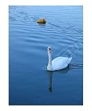 Swan in Rockport 1 Scenic Photographic Poster Print by Dean T Giolas, 20x24