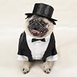 Casual Canine Tux w/Tails & Top Hat Xsm 8 In
