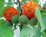Papier-Maulbeerbaum - Broussonetia papyrifera - Samen