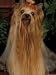 Yorkshire Terrier with Hair Tied up and Very Long Hair Photographic Poster Print by Adriano Bacchella, 12x16