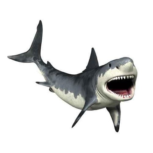 Great White Shark Peel and Stick Wall Decal