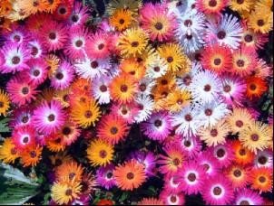 *Seeds and Things 500+ Mixed Colors ICE Plant Flower Seeds (Mesembryanthemum Daisy / Livingstone Daisy) Dorotheanthus Bellidiformis *Seeds and Things 500+ Mixed Colors ICE Plant Flower Seeds (Mesembryanthemum Daisy / Livingstone Daisy) Dorotheanthus Bellidiformis