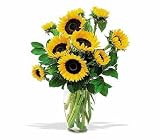 Teleflora's Shining Sunflowers