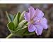 Photographic Prints of Showy four oclock flower (Mirabilis multiflora), The Needles District, from Robert Harding