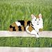 maine coon - Pattern for Cutie Cats - Maine Coon