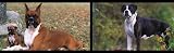 Boxers Dogs Mural Style Wallpaper Border: Boxers Dogs Mural Style Wallpaper Border