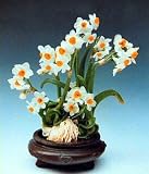 Shui Xian Hua 5 Bulbs -INDOORS-Chinese Sacred Lily-RARE