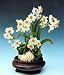 Shui Xian Hua 5 Bulbs -INDOORS-Chinese Sacred Lily-RARE