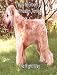 How to Groom a Soft Coated Wheaten Terrier the right way...... Yourself