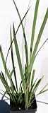Yellow African Iris ~ Live Plant